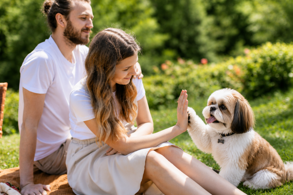 shihtzu Pets Home