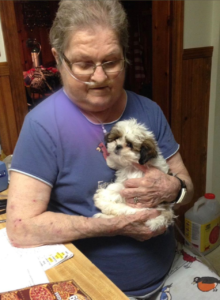 Shih tzu Pets Home
