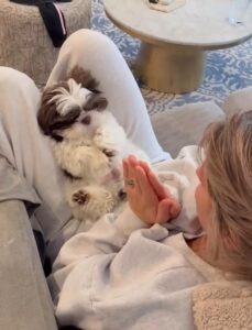 Shihtzu Pets Home