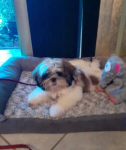 Shih Tzu Pets Home