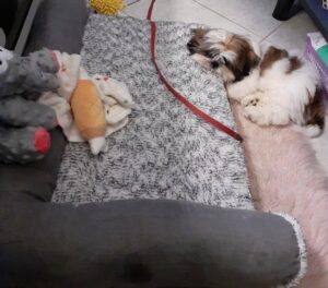 Shih Tzu Pets Home