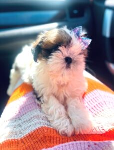Shihtzu Pets Home