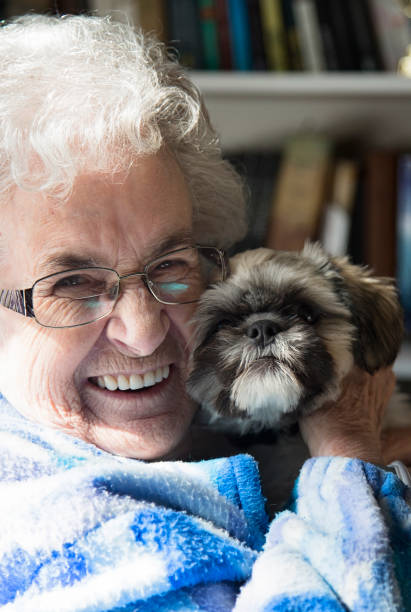 Shih Tzu Pets Home